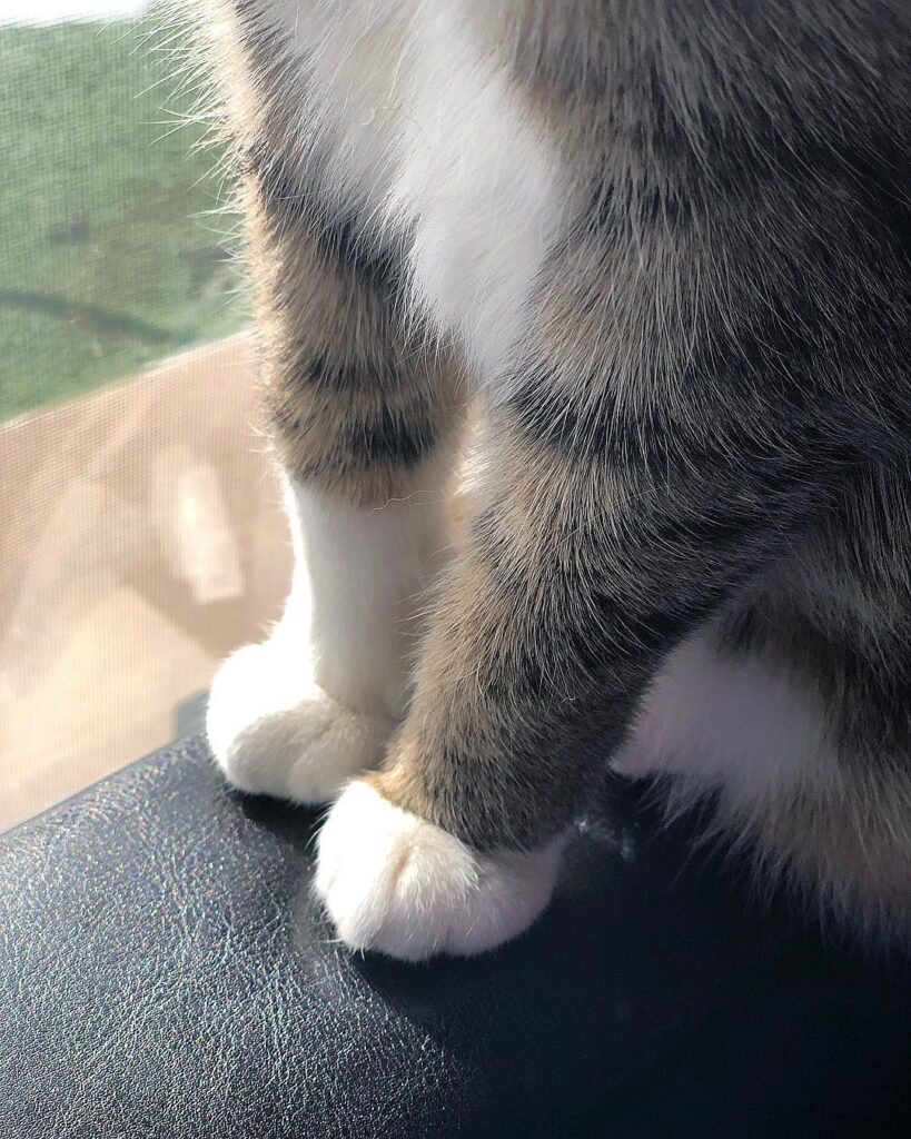 Rio Chama’s paws are just as bitchin.