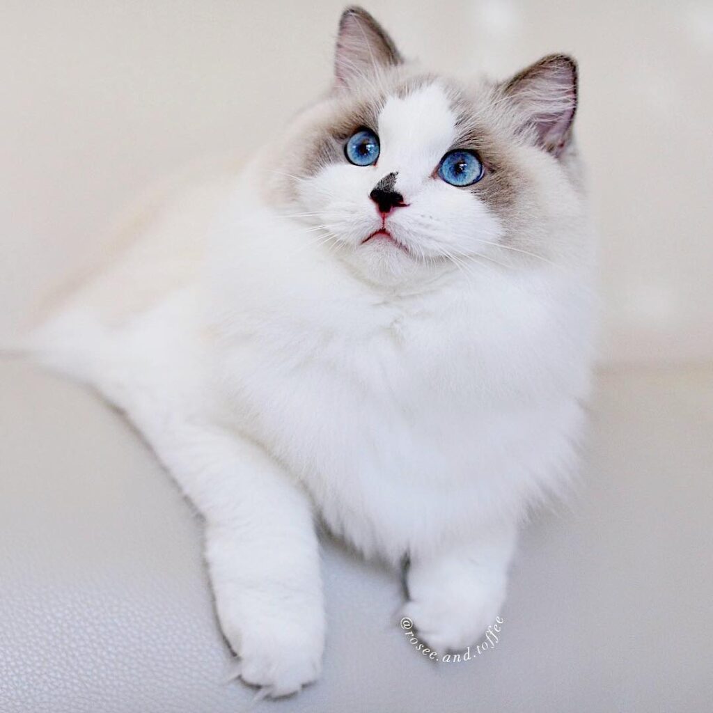 RoseeHappy Caturday Enjoy your weekend
