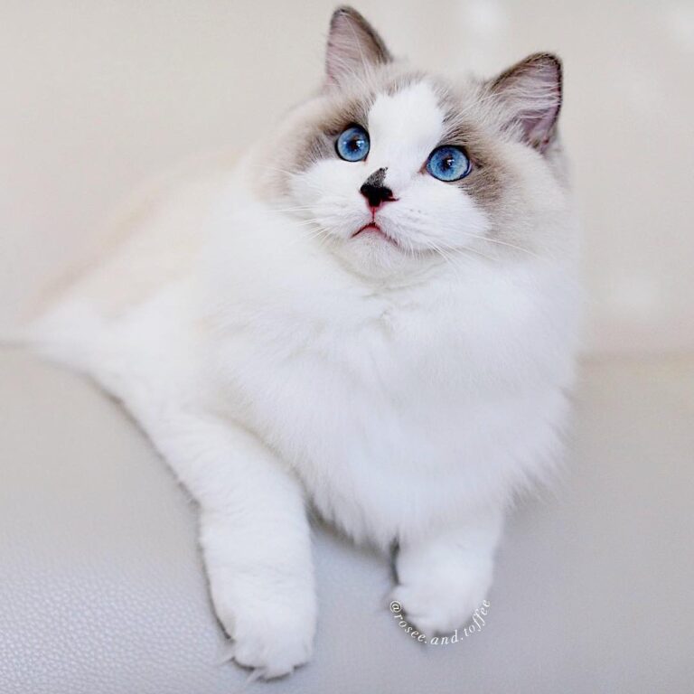 RoseeHappy Caturday Enjoy your weekend