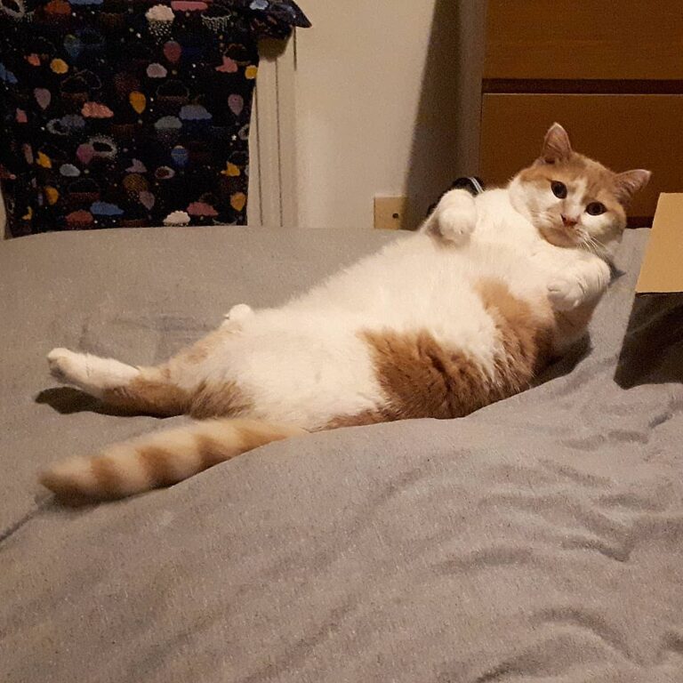 Rubbernecking