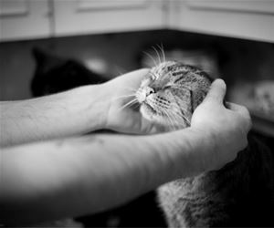 FunnyCatSite