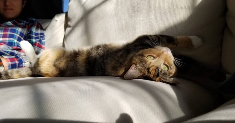 Saturday sun bathing.