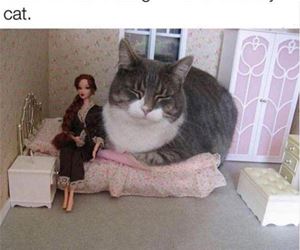 FunnyCatSite