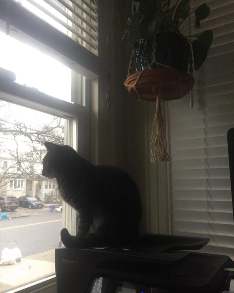 Silhouette Lucy