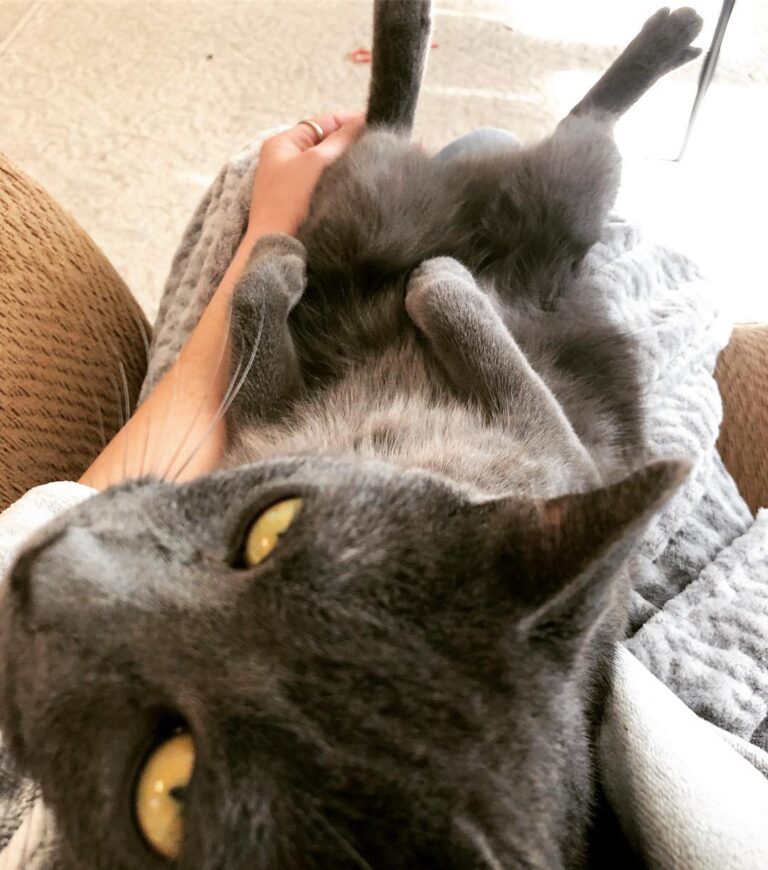 Cute Cat Moment