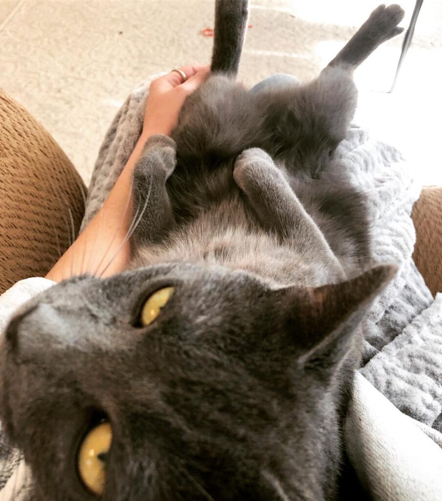 Cute Cat Moment