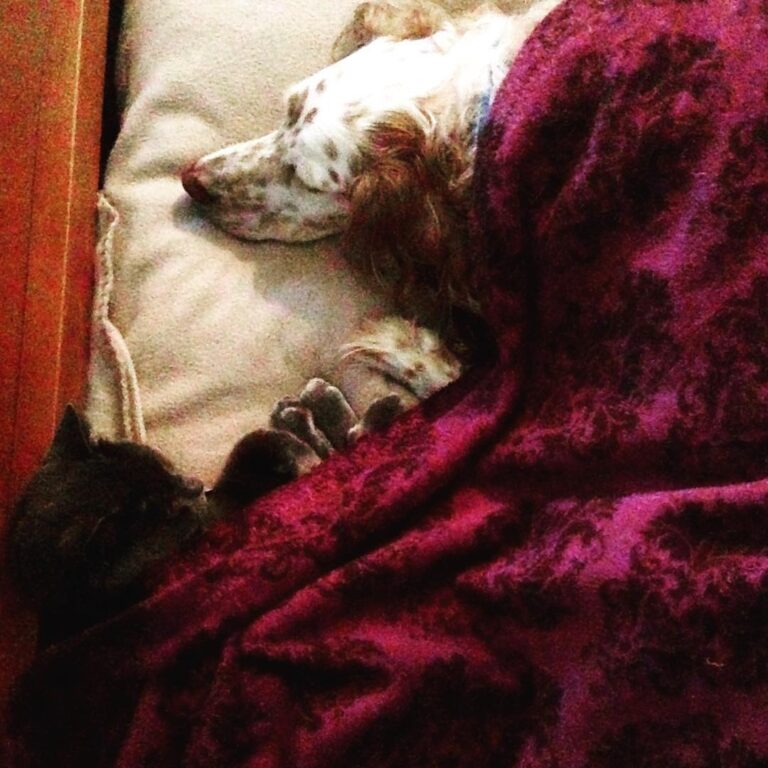 Snug as a bug(s) in a rug ! Ollie & Minja on a cold winters night