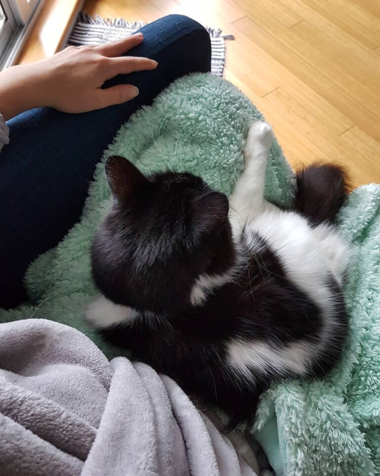Snuggles on a Caturday morning . . .