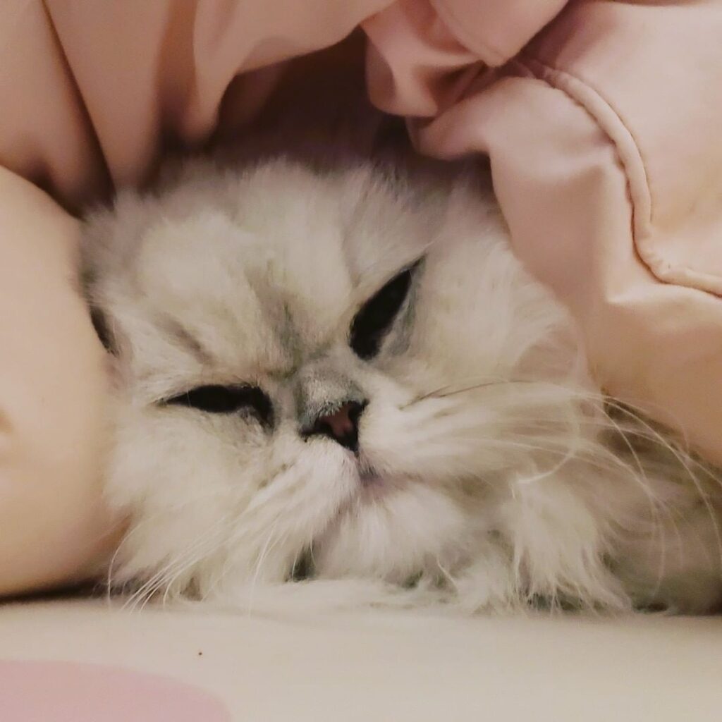 Snuggly cuddly Luna kitty