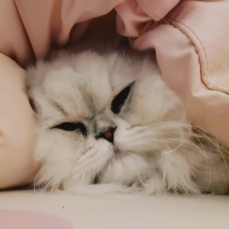 Snuggly cuddly Luna kitty