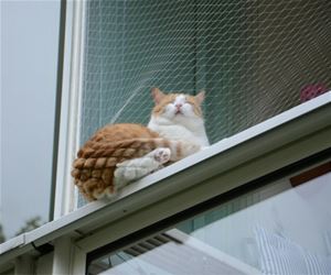 FunnyCatSite