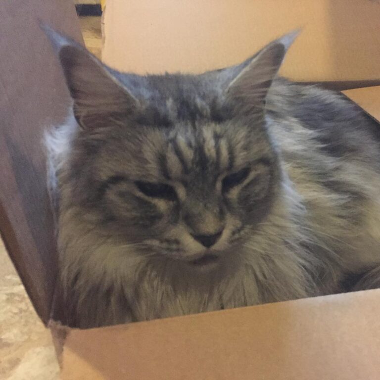 Someone loves boxes