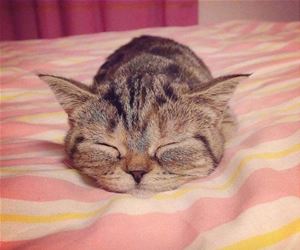 FunnyCatSite