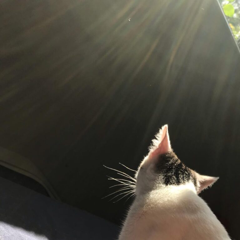 Sunlight and Bowie