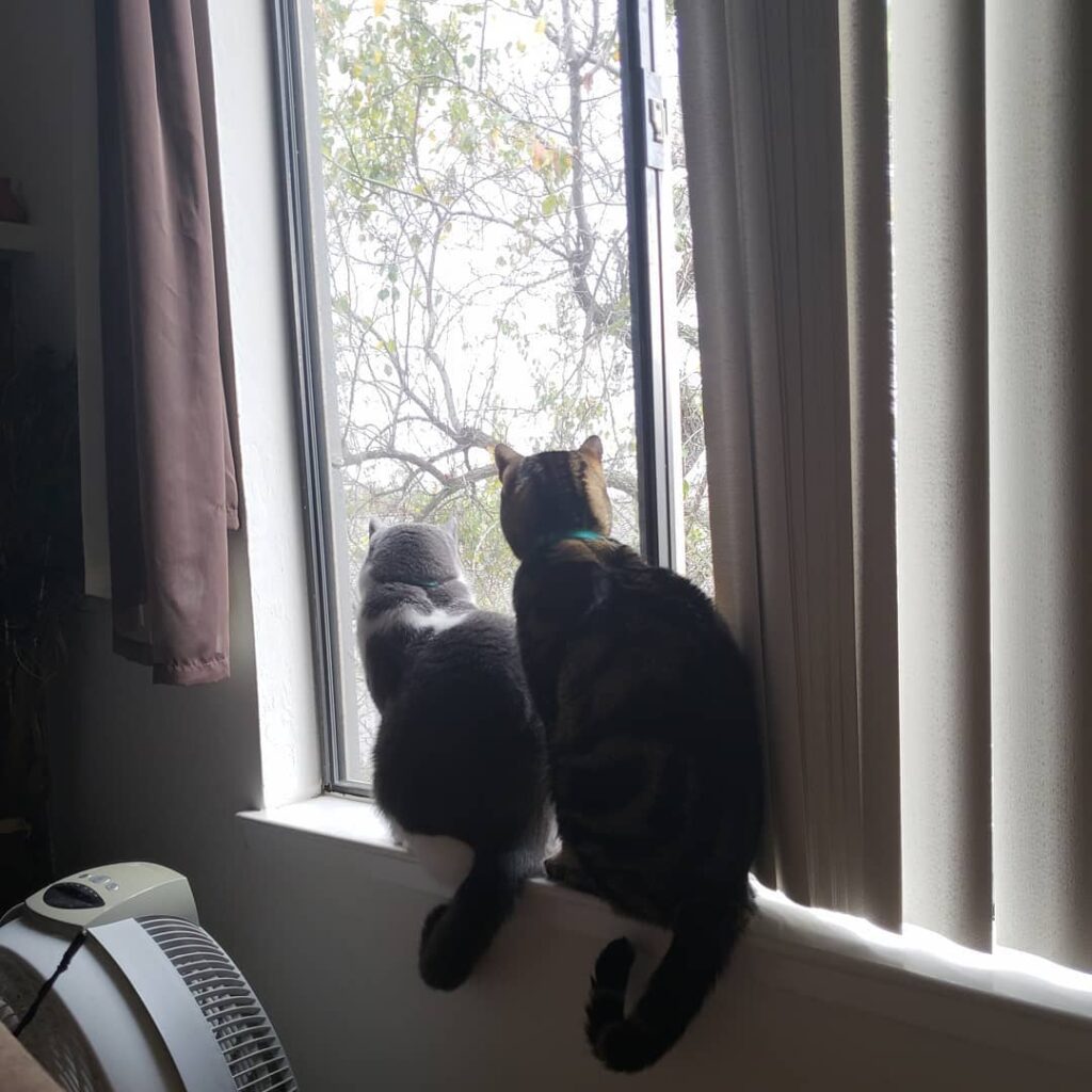 The boys love winter because they get to watch the wind and rain