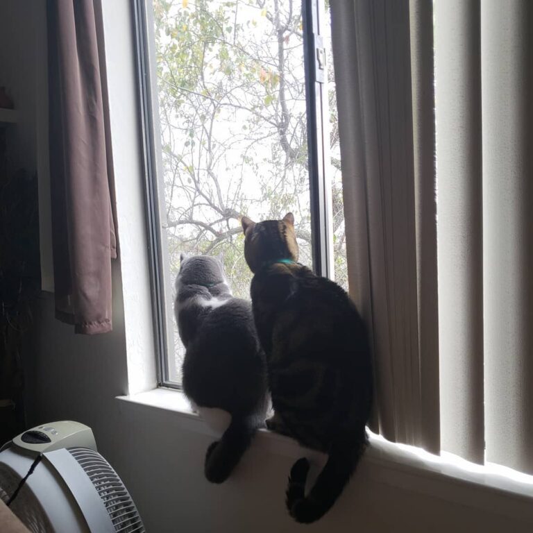 The boys love winter because they get to watch the wind and rain