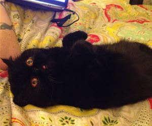 FunnyCatSite