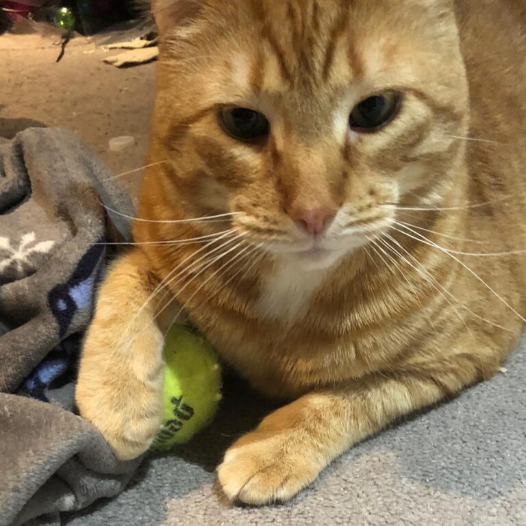 This is my ball! Go find another one!