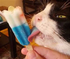 FunnyCatSite