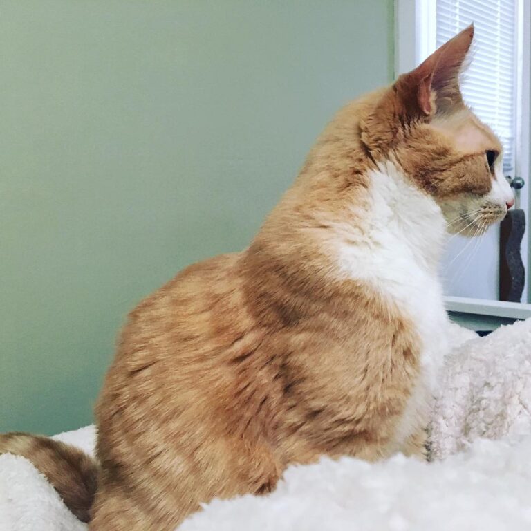 Thor in profile