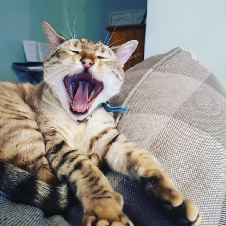 Tigerrrrrr