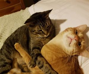 FunnyCatSite