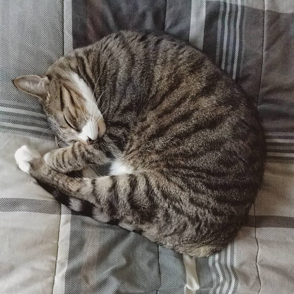 Walter wants to wish his furiends a sleepy Caturday! He hopes y’all