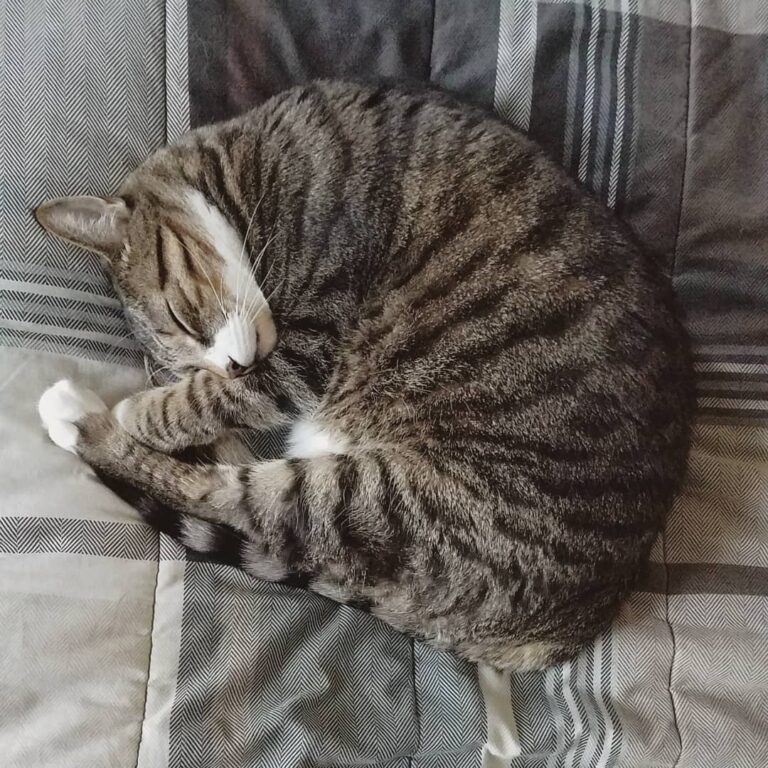 Walter wants to wish his furiends a sleepy Caturday! He hopes y’all