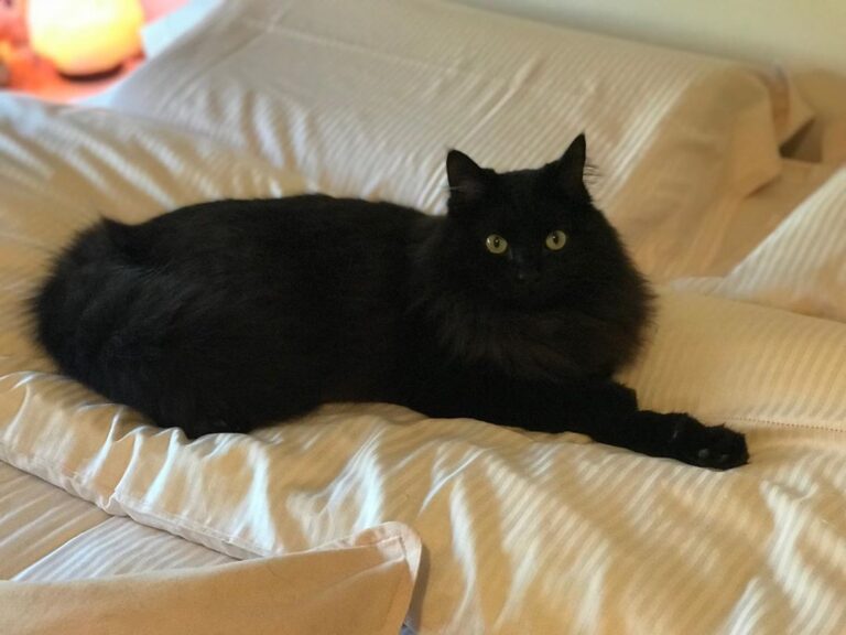 What do you mean with -this is not your bed- hooman?