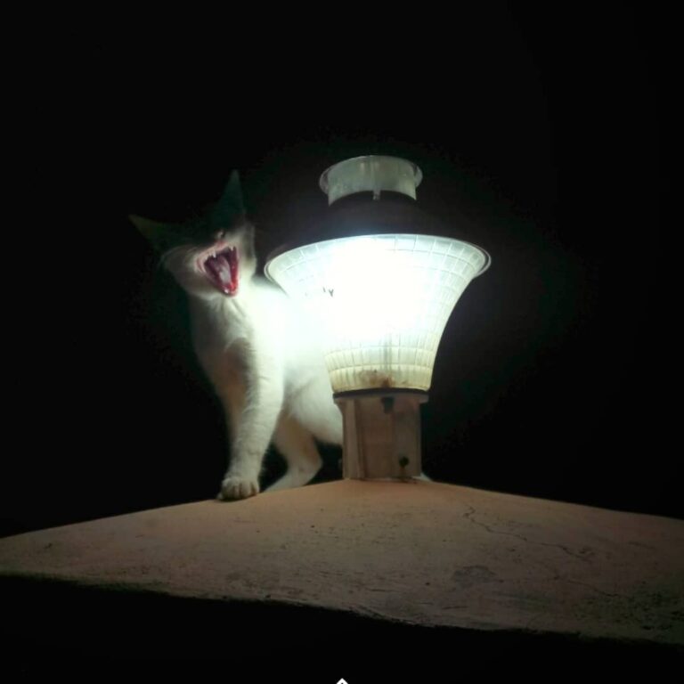 Whitey