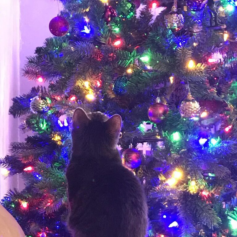 Why can’t we keep the tree all year?
