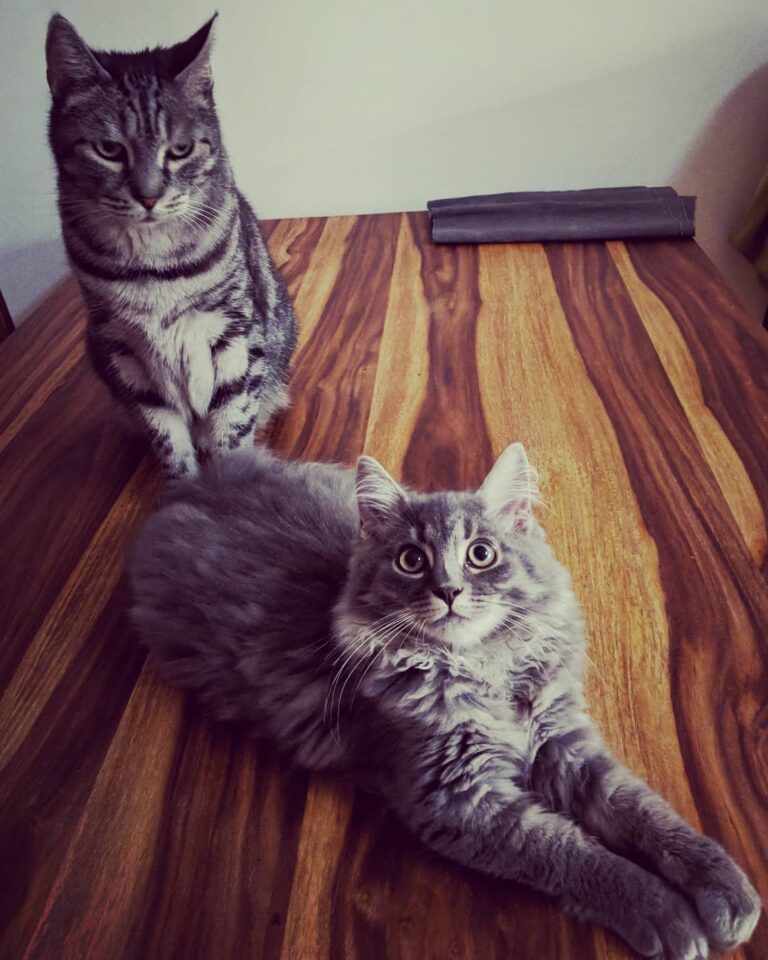 Why did you bring him home?