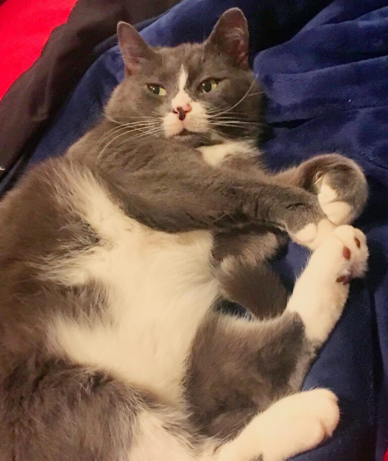 Willow chonk