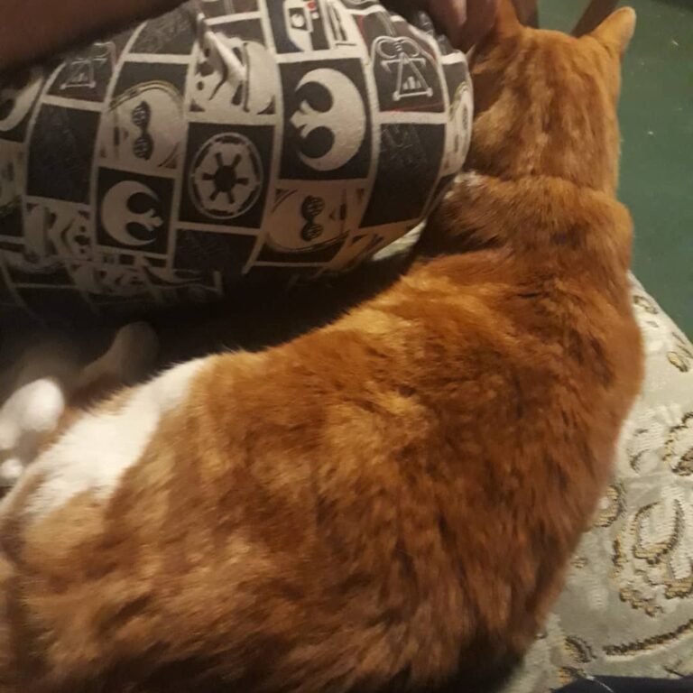 Winston just loves being around people, he has a very throaty purr