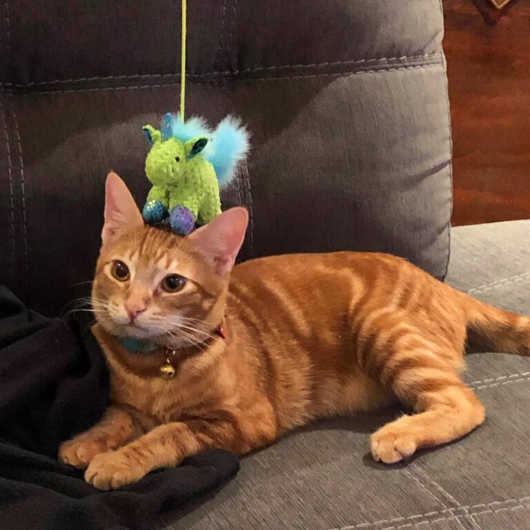 You think this is funny, human?