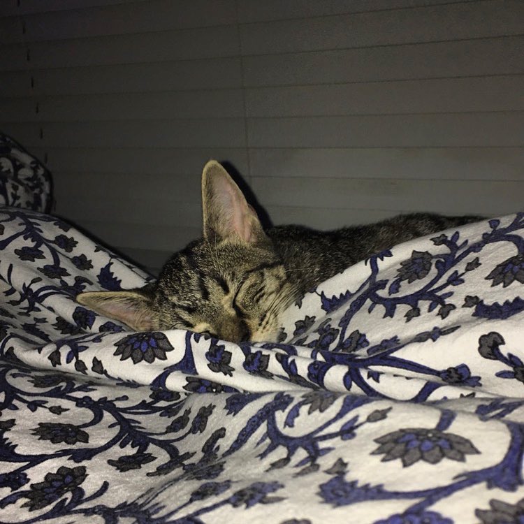 Always sleepy Double tap if you could use a nap right now