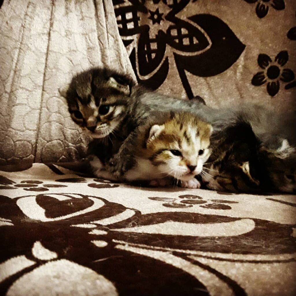 Cute Cat Moment