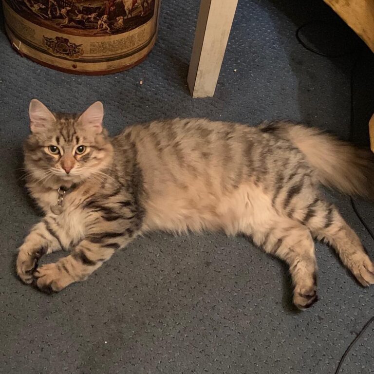 Cute Cat Moment