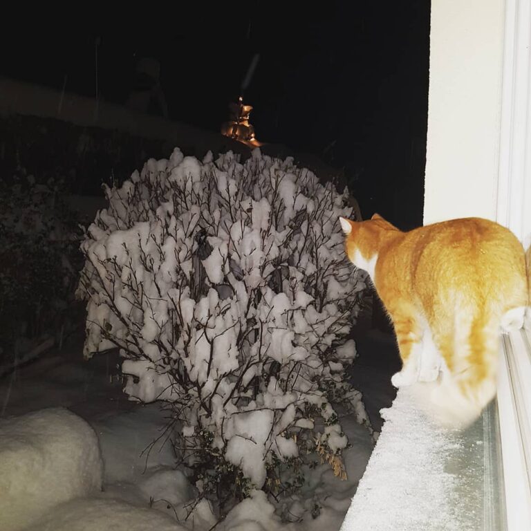 Cute Cat Moment