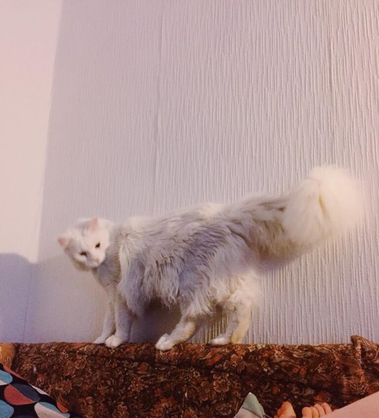 . #мейнкун #мейн_кун #заведикота