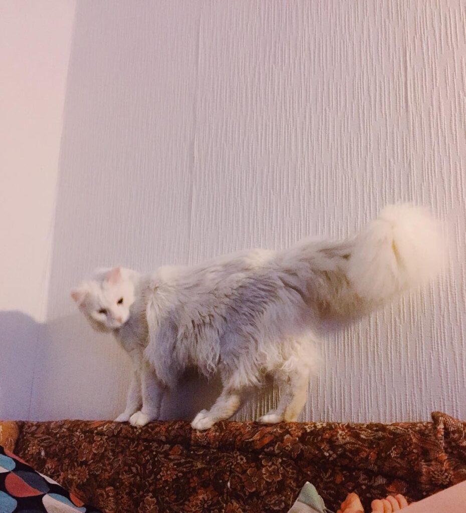. #мейнкун #мейн_кун #заведикота