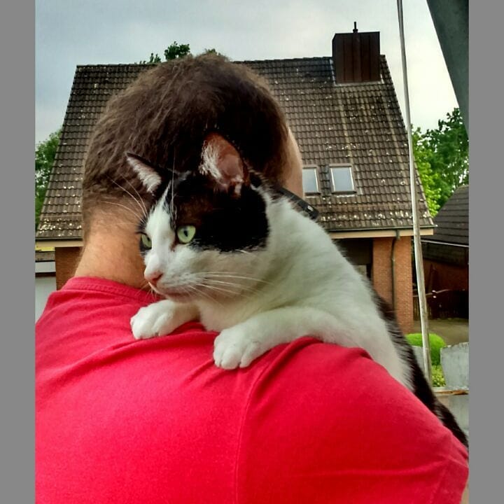 Cute Cat Moment