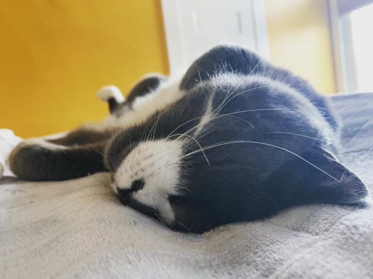 Nap king