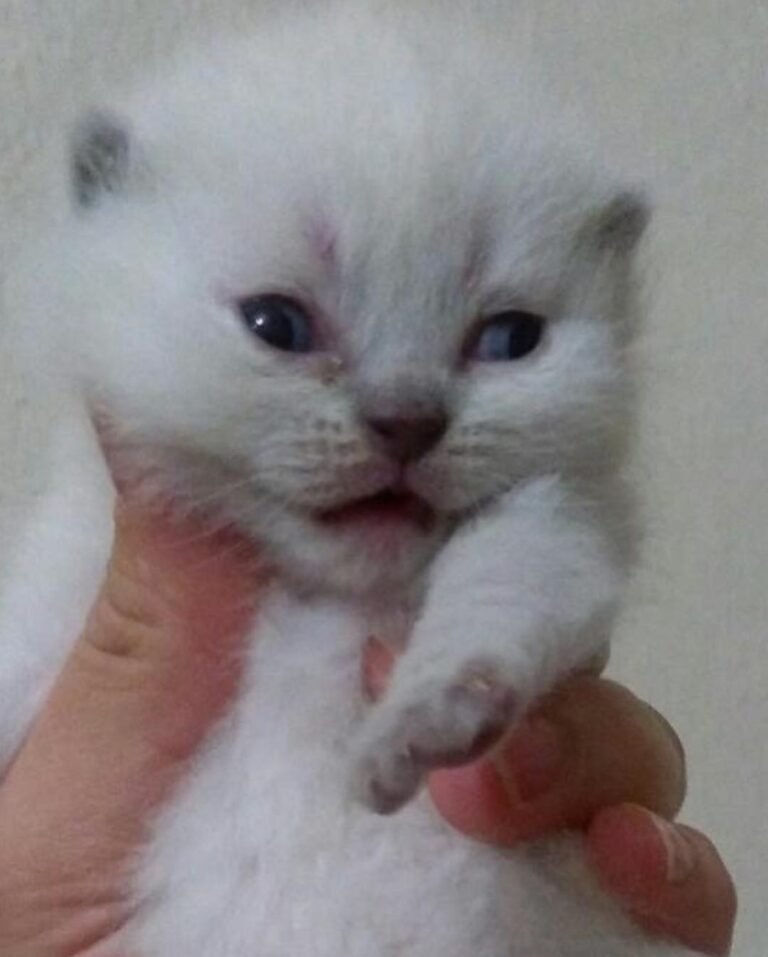 Scottish fold blue point .. . . . . . . .
