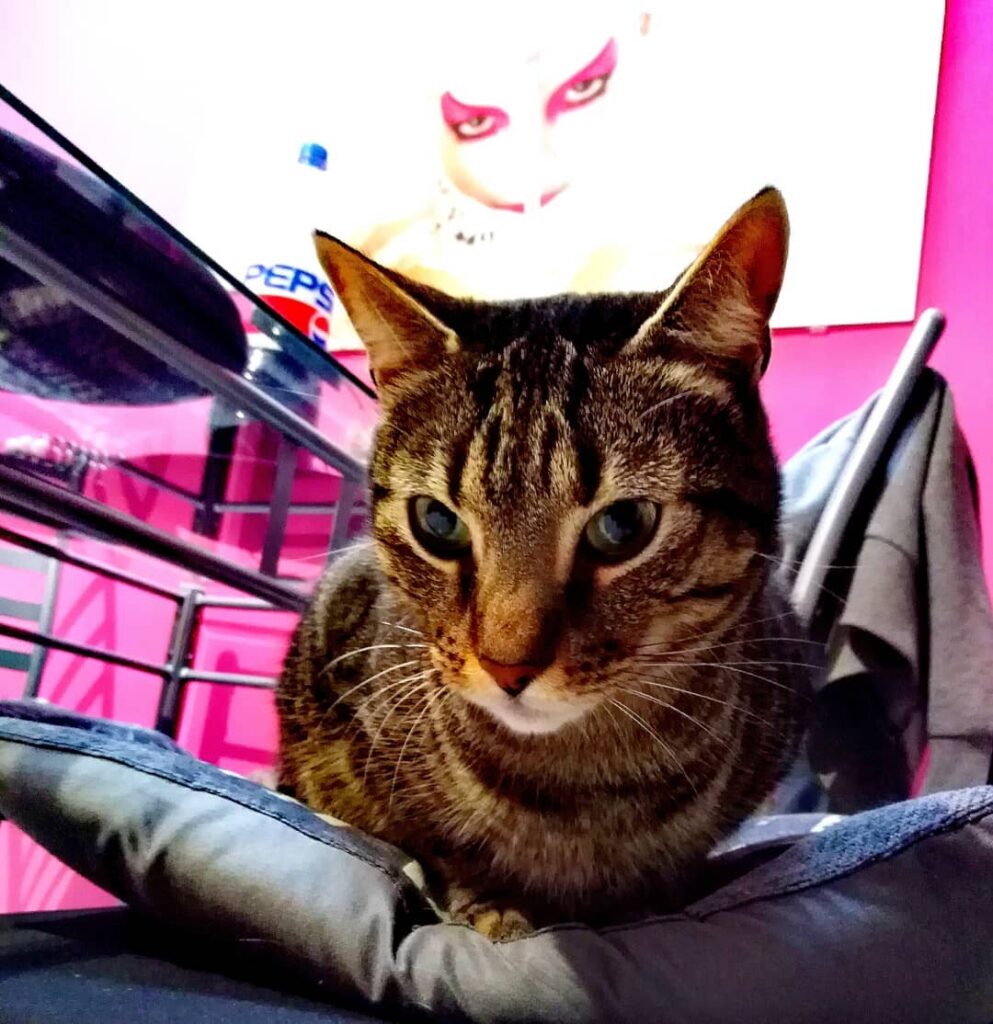 Cute Cat Moment