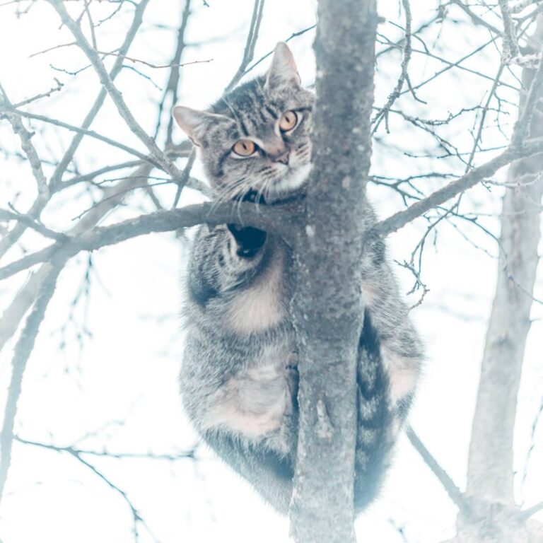 Кот обыкновенный малопородистый. Вид снизу.