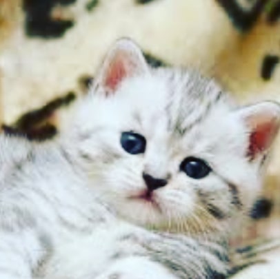 Котик лежит на постели #кот #котапёс #котэ #котейка #котик #кошечка