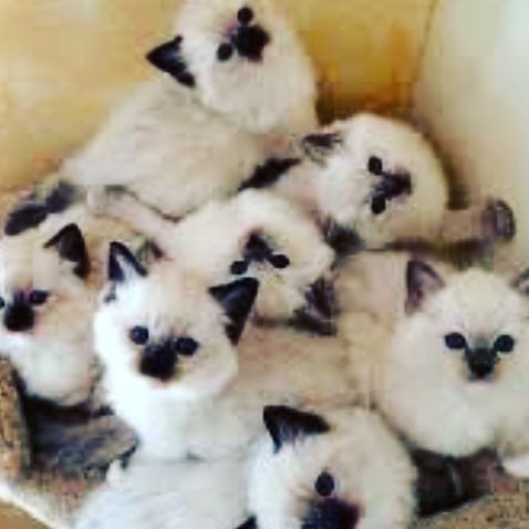 Наша Держава #кот #котапёс #котэ #котейка #котик #кошечка #кошка