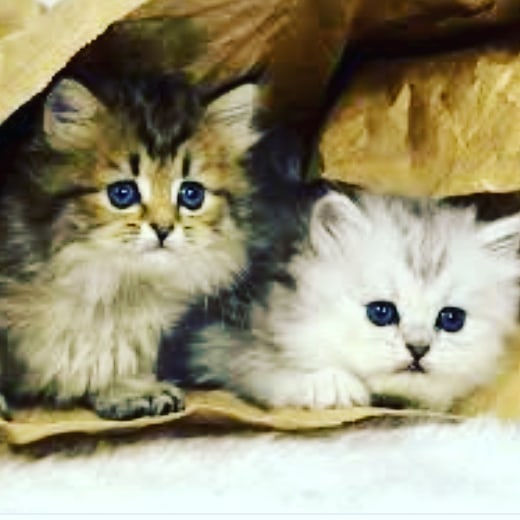 Родственники всегда готовы прийти на помощь #кот #котапёс #котэ