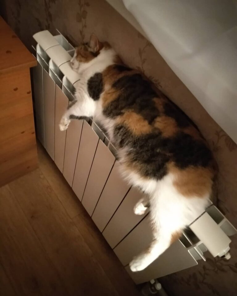 Спокойной ночи,котики! #котэ #киса #кошка #котенок #котенокмой